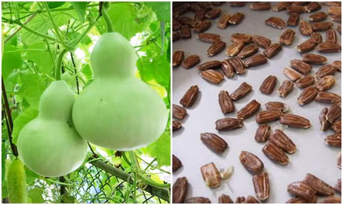 Sot xinh xich mua hat giong bau ho lo gia beo