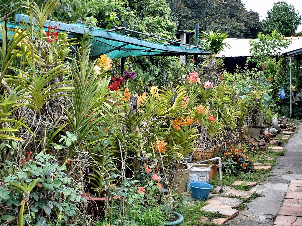 Vị đại gia này đã dành một khoảng sân rộng lớn để trồng các loại hoa kiểng, xương rồng lạ mắt. Trước sân nhà có hòn non bộ, hoa kiểng, bên phải là vườn lan, góc bên có cây xương rồng Mexico Kim lăng trụ cao khoảng 10m, khoảng 40 năm tuổi. Năm 2005, hoa xương rồng lần đầu nở cực lạ mắt.