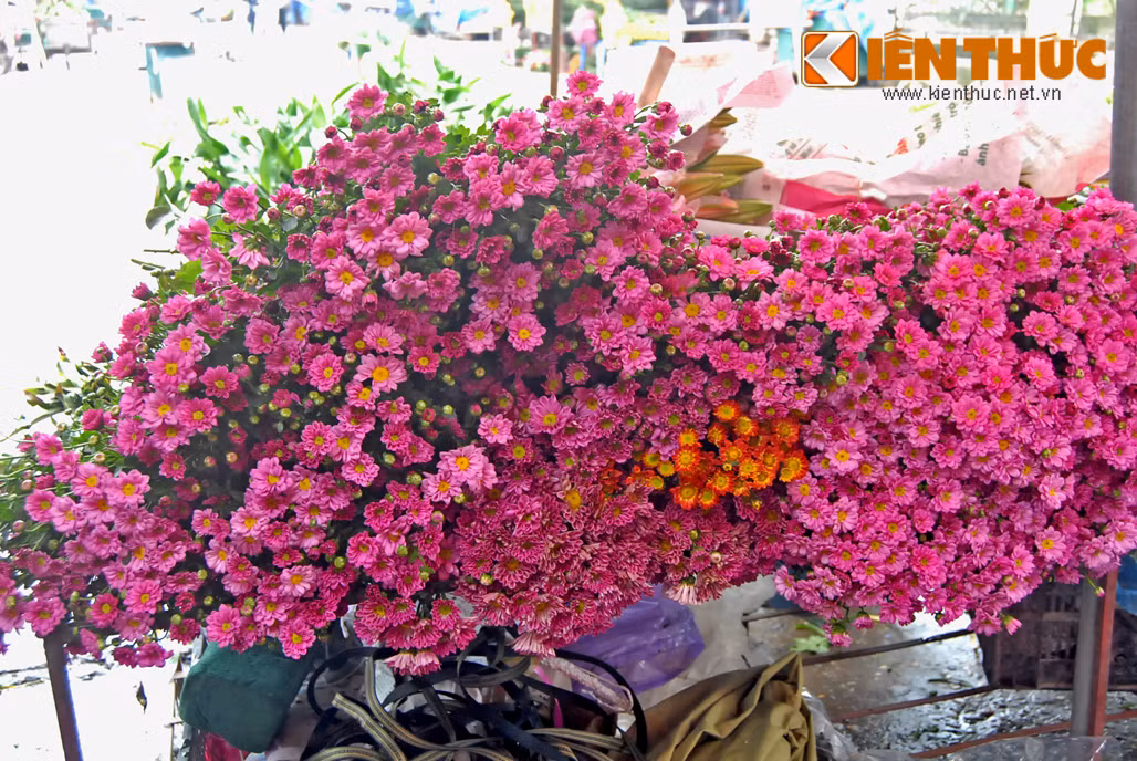 Những cành hoa cúc đang được xếp lên xe, chờ ra chợ bán.