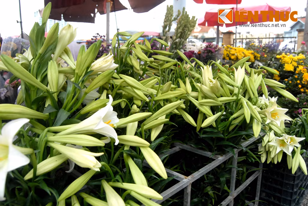 Loa kèn thường được trồng chủ yếu vào tháng 9, tháng 10 nhưng phải chờ đến tháng tư năm sau mới được thu hoạch. Chỉ cần một bình hoa nhỏ, có thể làm sáng bừng cả ngôi nhà, chẳng thế mà loài hoa tinh khiết này được dân Hà Nội cực kỳ yêu thích.