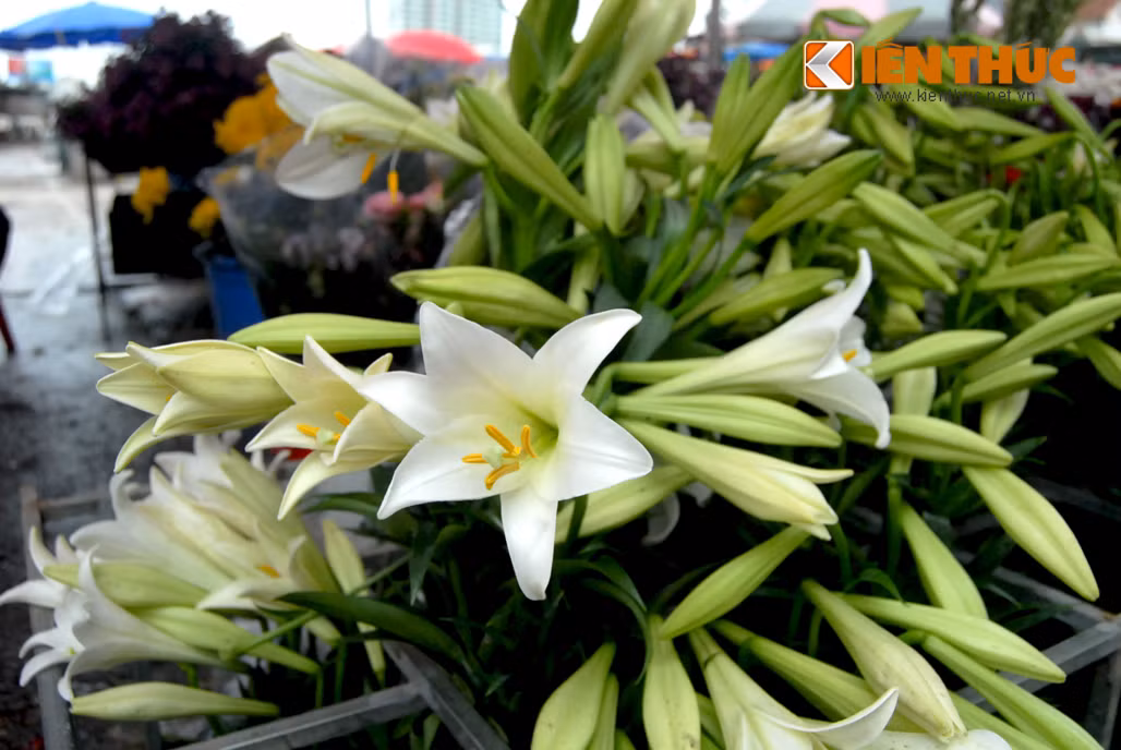 Đầu mùa giá nhỉnh hơn nhưng theo nhiều chủ hàng, hoa loa kèn vẫn rất đắt khách. Trung bình mỗi ngày, có cửa hàng bán được cả trăm cành loa kèn trắng.