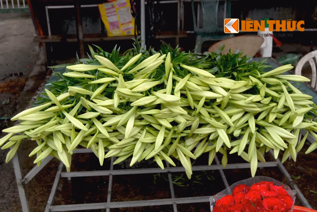 Chị Mai (chủ sạp hoa ở chợ Quảng Bá - Tây Hồ) cho biết: "Đầu mùa thường bông loa kèn nhỏ. Cộng thêm gần đây mưa gió liên miên, nhà vườn cắt hoa sớm nếu không hoa dễ bị đốm hoặc cây thối gốc. Vào giữa tháng tư thì giá hoa sẽ rẻ hơn rất nhiều, chỉ khoảng 20.000 đồng/bó (10 cành)".