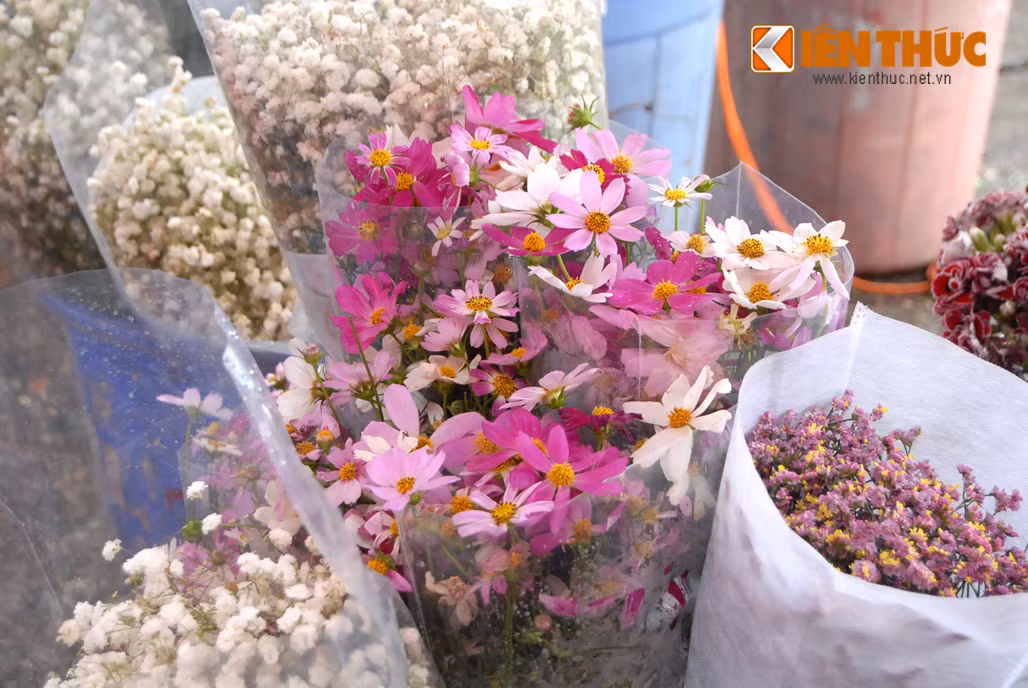 Hoa cánh bướm mỏng manh, nhẹ nhàng với đủ màu sắc tươi tắn tại các sạp hoa.