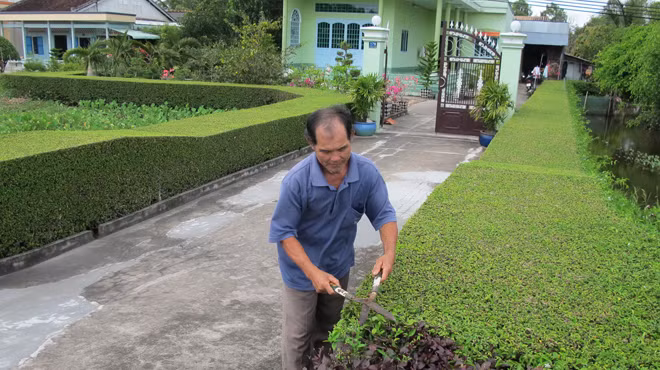 Không gian sống thêm gần gũi với thiên nhiên nhờ những hàng rào xanh mướt mắt. Ảnh: Thanh Xuân.
