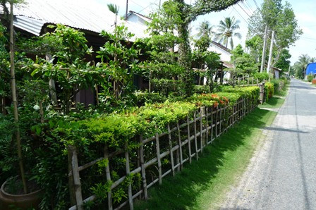 Cây ngâu, trúc nhật, chè tàu, lá nhỏ, mềm... được chọn để trồng thành hàng rào vì sức sống dẻo dai, dễ tạo hình, cắt tỉa.