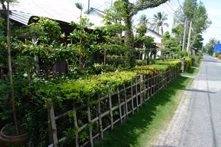 Cây ngâu, trúc nhật, chè tàu, lá nhỏ, mềm... được chọn để trồng thành hàng rào vì sức sống dẻo dai, dễ tạo hình, cắt tỉa.