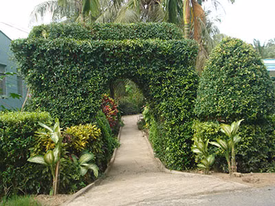  Hàng rào cây xanh và hoa luôn là một giải pháp tạo cảnh quan tuyệt đẹp cho ngôi nhà. Về miền Tây, rất dễ dàng được ngắm nhìn những hàng rào được trồng, cắt tỉa và chăm sóc cầu kỳ.