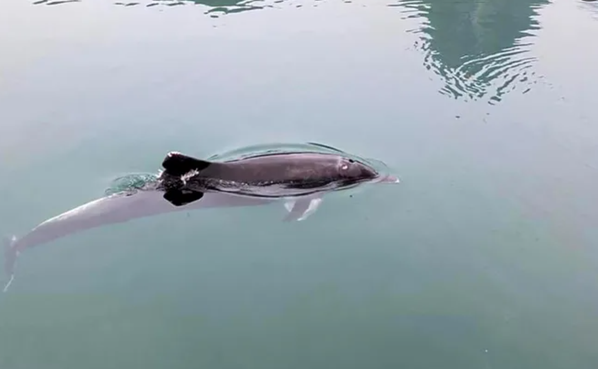 Cá heo xuất hiện ở vùng biển vịnh Hạ Long Ca heo xuat hien o vung bien vinh Ha Long