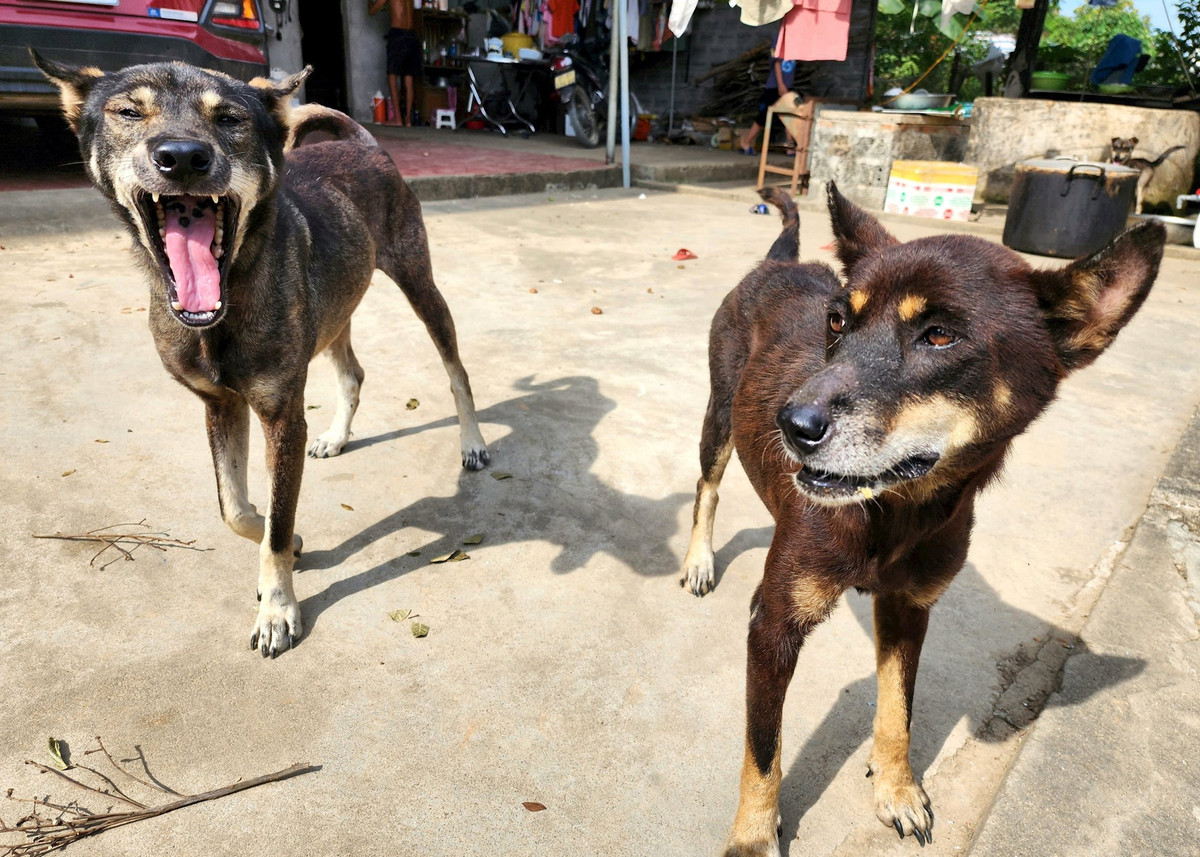 Quang Ninh: Cong bo benh dich dai sau khi mot cho can 14 nguoi