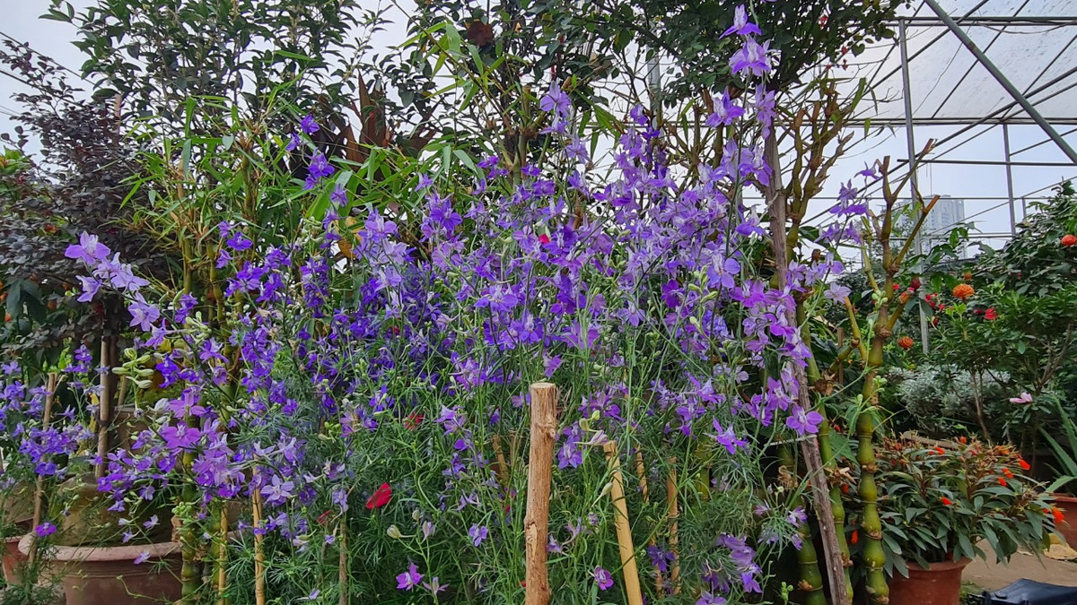 Chu vuon vua hoa lon nhat mien Bac bat mi cach chon hoa Tet-Hinh-13