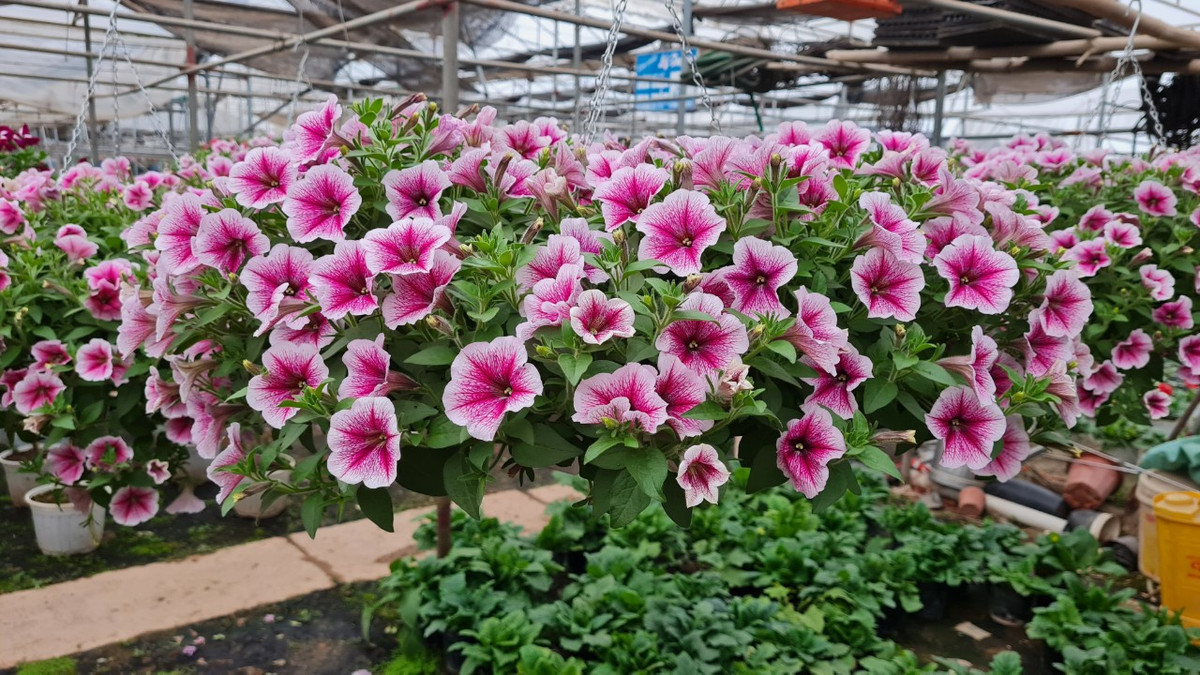 Chu vuon vua hoa lon nhat mien Bac bat mi cach chon hoa Tet-Hinh-5