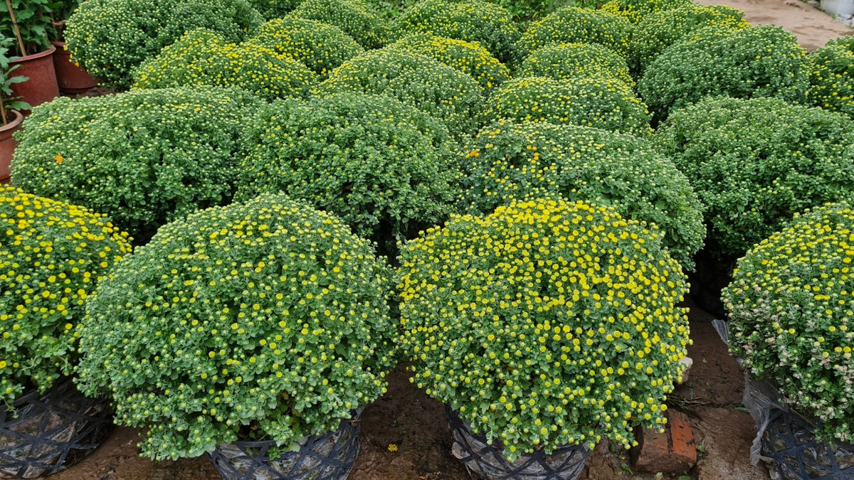 Chu vuon vua hoa lon nhat mien Bac bat mi cach chon hoa Tet-Hinh-8