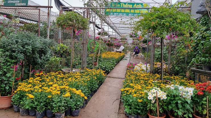 Chu vuon vua hoa lon nhat mien Bac bat mi cach chon hoa Tet-Hinh-3