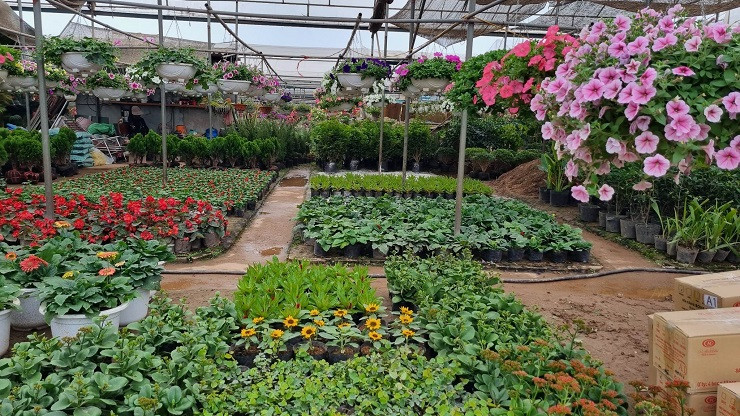 Chu vuon vua hoa lon nhat mien Bac bat mi cach chon hoa Tet-Hinh-2