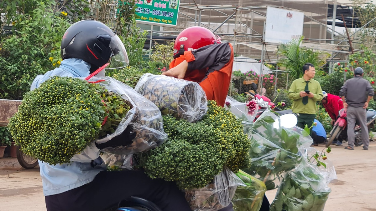 Chu vuon vua hoa lon nhat mien Bac bat mi cach chon hoa Tet-Hinh-10