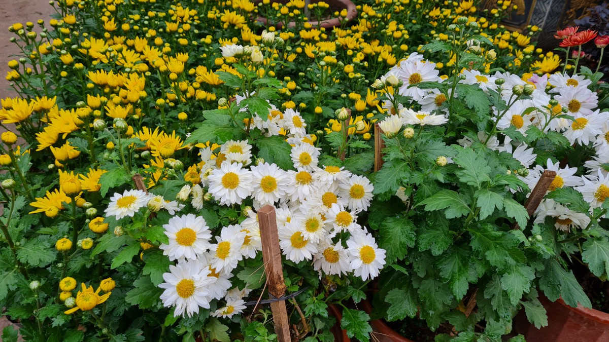 Chu vuon vua hoa lon nhat mien Bac bat mi cach chon hoa Tet-Hinh-9