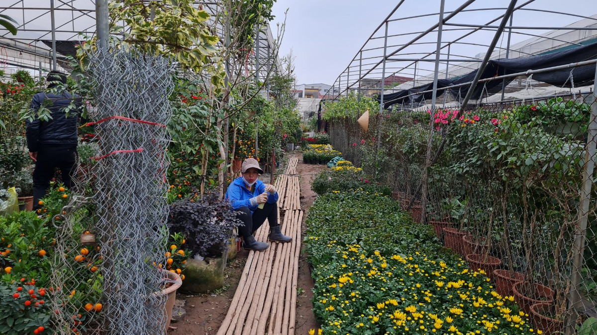 Chu vuon vua hoa lon nhat mien Bac bat mi cach chon hoa Tet-Hinh-6