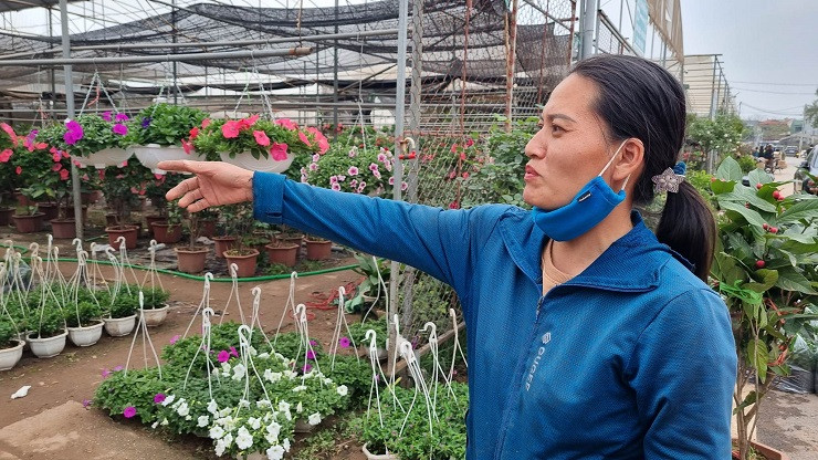 Chu vuon vua hoa lon nhat mien Bac bat mi cach chon hoa Tet-Hinh-4