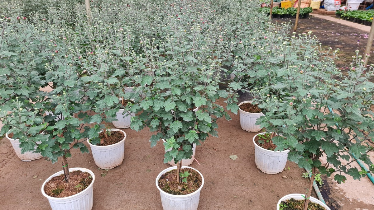 Chu vuon vua hoa lon nhat mien Bac bat mi cach chon hoa Tet-Hinh-11