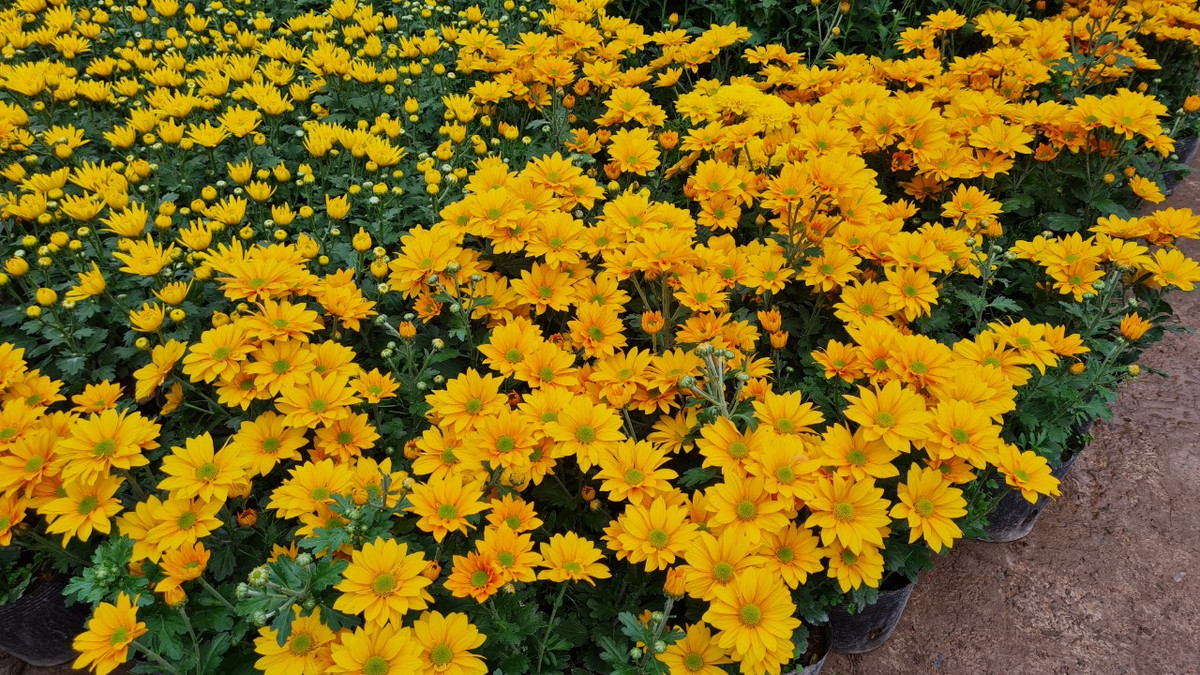 Chu vuon vua hoa lon nhat mien Bac bat mi cach chon hoa Tet-Hinh-7