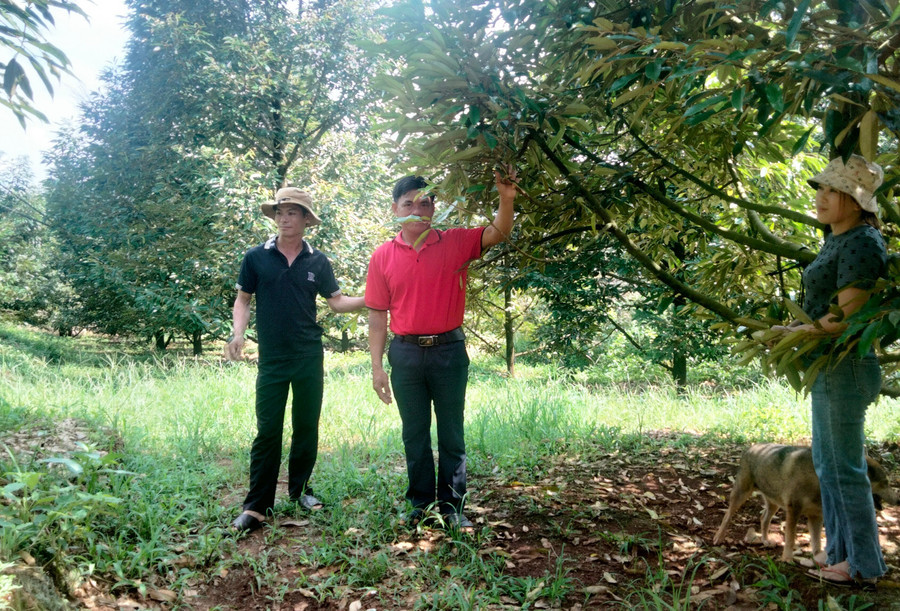 Gia Lai: Làm giàu nhờ cây sầu riêng Gia Lai: Lam giau nho cay sau rieng