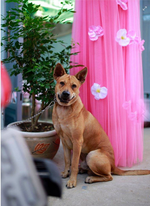 "Trong suốt đám cưới, Ki chỉ ngồi một góc. Nhưng khi nhìn thấy cô dâu, Ki vội nhảy lên vừa mừng vừa khóc, nước mắt chảy thành dòng. Khi cô dâu rời khỏi cổng, Ki vẫn ngồi và mắt hướng nhìn về phía cô chủ mãi không ngừng", nhiếp ảnh gia 9X kể lại.