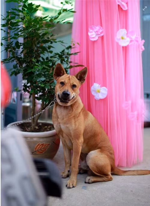 "Trong suốt đám cưới, Ki chỉ ngồi một góc. Nhưng khi nhìn thấy cô dâu, Ki vội nhảy lên vừa mừng vừa khóc, nước mắt chảy thành dòng. Khi cô dâu rời khỏi cổng, Ki vẫn ngồi và mắt hướng nhìn về phía cô chủ mãi không ngừng", nhiếp ảnh gia 9X kể lại.