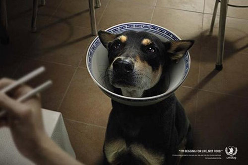 Cùng với đó, một loạt những bức ảnh kêu gọi bảo vệ chó của các tổ chức quốc tế cũng gây tác động mạnh tới giới trẻ, dân mạng Việt.