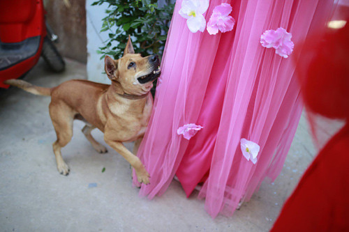 Trước cảnh tượng này, Lý Hùng bày tỏ cảm xúc: "Đi chụp hình phóng sự mà gặp cảnh này thấy mà chạnh lòng, đến chó mà sống có tình cảm như thế này, biết tin chủ đi lấy chồng khóc ướt cả hai mắt trong khi con người thì càng thờ ơ và sống lạnh nhạt với nhau... Nói thật là mình cũng muốn nuôi chó lắm mà lần nào nuôi lớn cũng bị lũ trộm chó bắt hết".