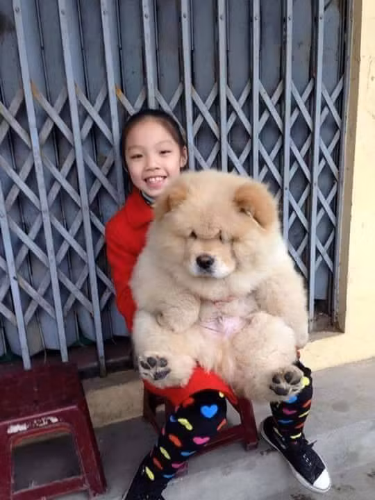 Thông điệp "Chó là bạn, không phải thức ăn" được lan truyền mạnh mẽ, kêu gọi người Việt bỏ dần thói quen giết, ăn thịt chó, bởi đây là loài động vật đã hết sức gần gũi và xứng đáng trở thành bạn của con người.