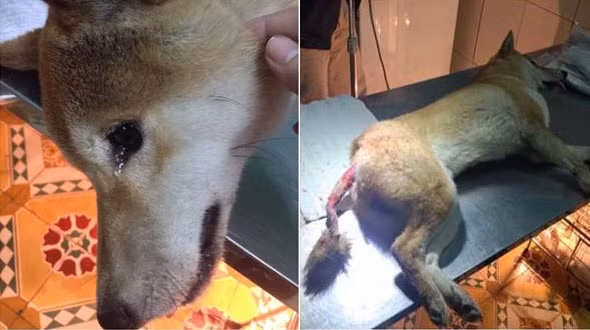 Ngoài ra, những câu chuyện xoay quanh việc nuôi, chăm sóc những giống chó dữ, để gây ra những vụ tấn công các chú chó khác, được chia sẻ trên mạng cũng từng khiến dân mạng, những người yêu quý động vật ở Việt Nam đau đầu.