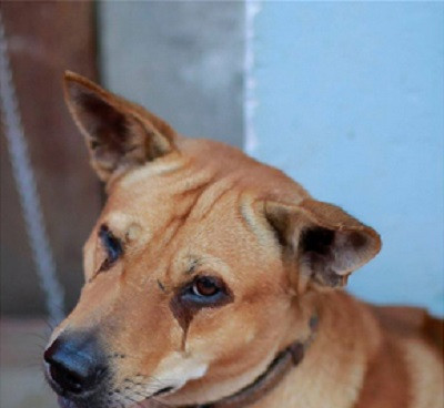 Những bức ảnh chụp lại khuôn mặt tội nghiệp của một chú chó gốc ta, với đôi mắt ướt nhèm và nước mắt chảy thành dòng. Đi chụp ảnh phóng sự cưới, tác giả Lý Hùng đã vô tình chứng kiến cảnh này và nó đã trở thành một phần trong cuốn album của anh trả lại cho cô dâu, chú rể.