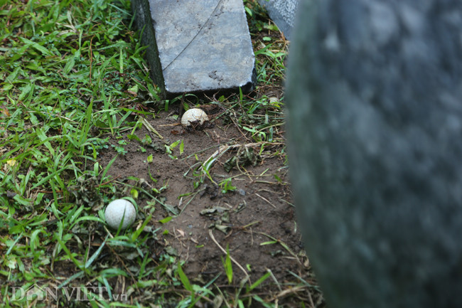 Ngoài ra còn có nhiều trái bóng golf cũ do những người từng đến chơi trước đây để lại sân.