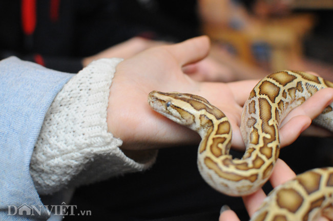 Trăn và rắn cảnh cũng là những loài bò sát khá dễ nuôi, đa dạng về chủng loại. Chỉ cần bỏ ra vài trăm nghìn đồng là có thể sở hữu một chú trăn đất hay rắn khiếm. Riêng những giống hiếm hơn, đẹp hơn, giá có thể lên tới hàng triệu đồng.