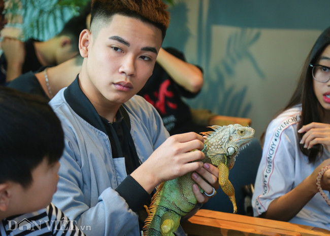 Rồng Nam Mỹ trưởng thành cũng là dòng bò sát được nhiều người ưa chuộng. Bên ngoài trông có vẻ to lớn, hung hăng, gai góc nhưng thực ra chúng rất hiền. Rồng Nam Mỹ xanh lá thường có giá từ 2-5 triệu đồng, những giống đắt hơn giá có thể lên đến hàng chục, thậm chí cả trăm triệu đồng.