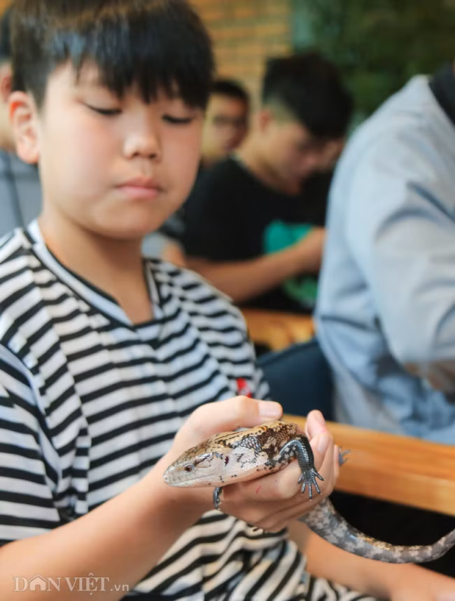 Một thành viên nhí trong CLB Bò sát Hà Nội mang theo chú thằn lằn ăn thịt tới giao lưu với mọi người.