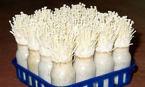 Me tre chi meo trong nam kim cham an toan bang vo mia