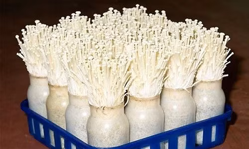 Me tre chi meo trong nam kim cham an toan bang vo mia