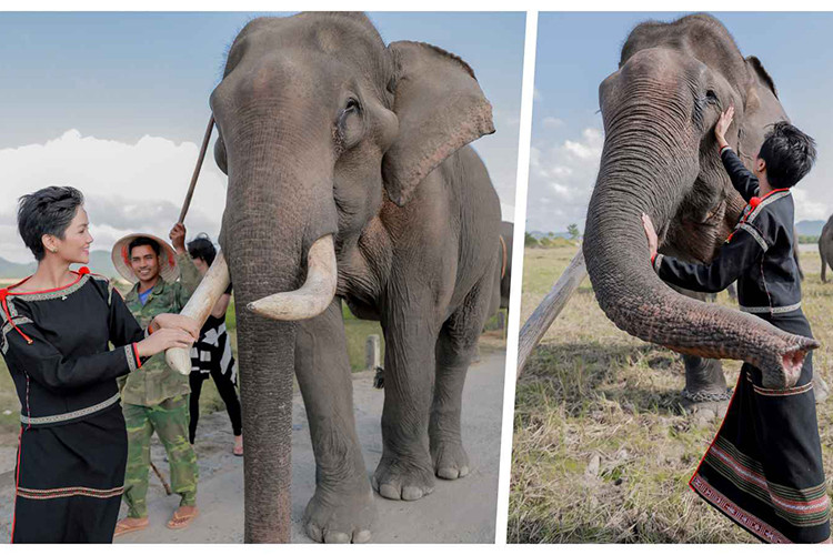 Hình ảnh H'hen Niê xinh đẹp trong trang phục truyền thống chụp bên đàn voi nhà Đắk Lắk. Ảnh: Star1