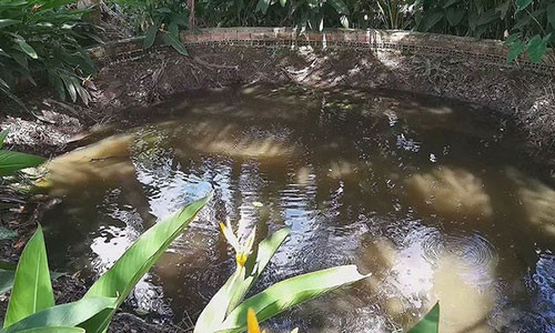 Hien tuong ky la “ao nuoc soi” tram tuoi o Vinh Long