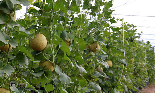 Ở vườn dưa lưới, dưa đang bước vào giai đoạn thu hoạch.