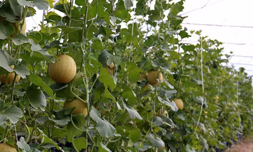 Ở vườn dưa lưới, dưa đang bước vào giai đoạn thu hoạch.