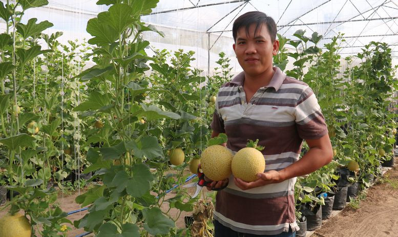 Đôi bạn trẻ này rất muốn hợp tác với các hộ dân có đất canh tác mở rộng diện tích, hướng đến thị trường trong nước.