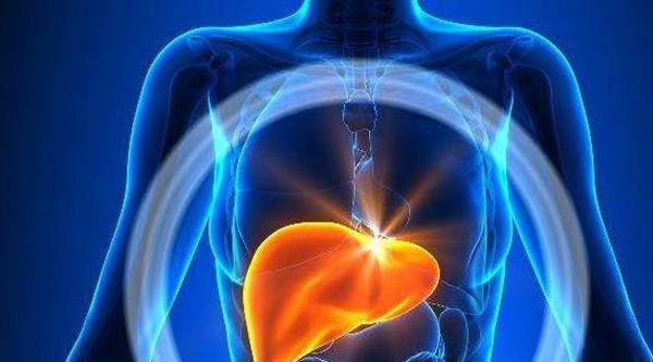 Thực tế, gan đảm nhận nhiều chức năng quan trọng như sản xuất yếu tố đông máu, chuyển hóa đạm và mỡ trong thức ăn, sử dụng và dự trữ glycogen,... Không những thế, gan còn là nơi chuyển hóa và đào thải chất độc trong máu ra ngoài cơ thể; sản xuất enzyme, protein và hormone bảo vệ cơ thể khỏi nguy cơ nhiễm trùng;...