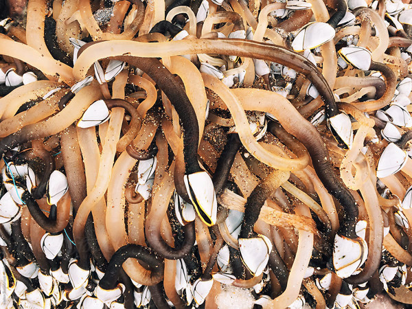 Ốc cổ ngỗng thường được tìm thấy ở những tảng đá tại bờ biển Tây Ban Nha. Loại ốc này chỉ sống ở những nơi có nguồn nước rất sạch, chủ yếu phát triển trong các kẽ nứt của đá ngầm. Quá trình sinh trưởng, ốc tiết ra chất nhầy đặc, bám chặt vào đá ngầm càng khiến quá trình khai thác trở nên khó khăn.