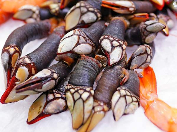 Cách lý tưởng nhất để thưởng thức “đặc sản đến từ địa ngục" là ăn bằng tay. Ốc cổ ngỗng có vẻ bề ngoài kì dị song khi làm chín, bạn chỉ cần nắm chặt phần móng, bóc rút vỏ ngoài là có thể lấy được phần thịt.