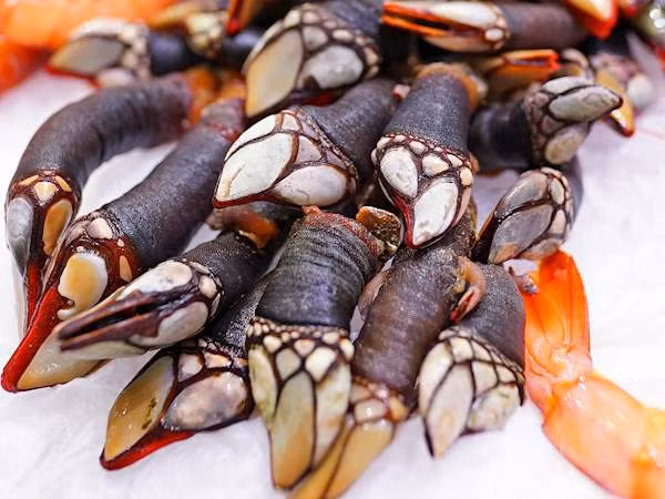 Cách lý tưởng nhất để thưởng thức “đặc sản đến từ địa ngục" là ăn bằng tay. Ốc cổ ngỗng có vẻ bề ngoài kì dị song khi làm chín, bạn chỉ cần nắm chặt phần móng, bóc rút vỏ ngoài là có thể lấy được phần thịt.