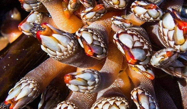 Khai thác ốc cổ ngỗng là nghề nguy hiểm, không phải ai cũng có thể làm được. Những người săn tìm, khai thác ốc được biết đến với tên gọi “percebeiro” trong tiếng Tây Ban Nha. Quá trình làm việc, họ phải chấp nhận thử thách, đối mặt với hiểm nguy giữa trùng khơi. Dù được đào tạo để khai thác ốc song những trường hợp percebeiro bị thương, mất mạng rất phổ biến.