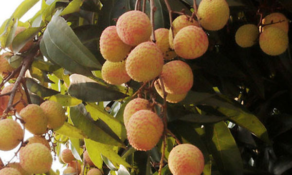 Nó có thể gây nên các phản ứng như hạ đường huyết, chóng mặt, hồi hộp, mệt mỏi, khát nước, ớn lạnh, rối loạn nhịp thở, rối loạn nhịp tim. Trường hợp nghiêm trọng, não bộ sẽ bị tổn thương, huyết áp giảm và thậm chí có thể bị co giật.