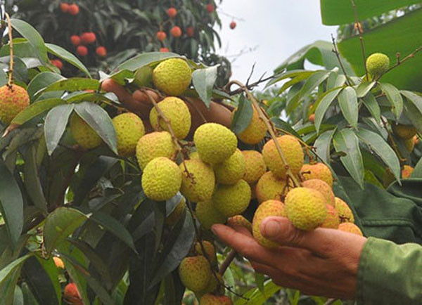 Lưu ý, không nên ăn vải khi còn xanh. Vải chưa chín chứa độc tố hypoglycin A và methylenecyclopropyl-glycine (MCPG) có thể gây nôn, ói nếu ăn nhiều. Được biết, Hypoglycin A là một axit amin tự nhiên trong những trái vải còn xanh.